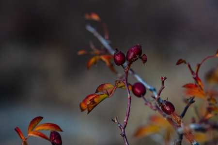Red rose hips on a bush in autumnal garden