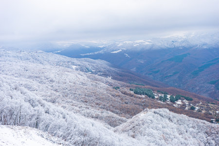 Winter snowy landscape in Tbilisi's suburb Tskneti with pine trees covered with pure white snowの写真素材