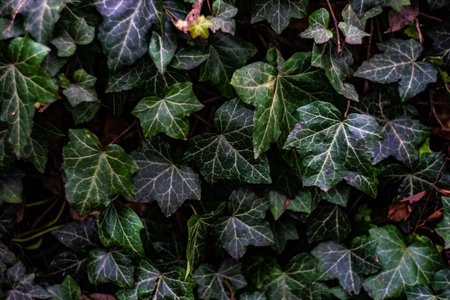 Spring concept ivy plant covering wallの写真素材