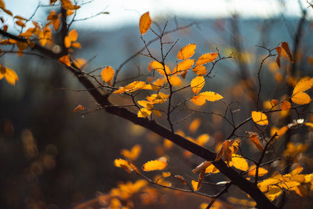 Autumnal card concept with yellow leaves