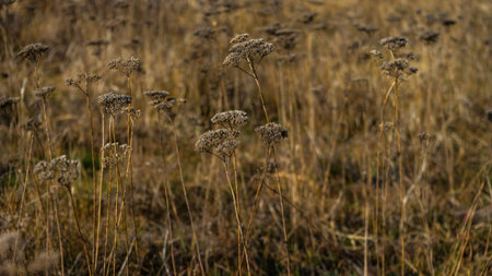Dried plants in a meadow as a natural background