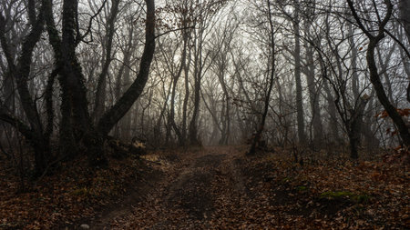 Road in the misty autumnal forest in Caucasus mountain