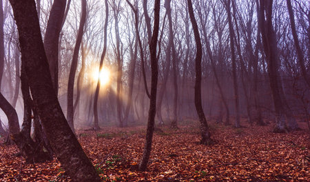 Misty morning in autumnal forest in Caucasus mountain, Georgia. Toned vintage pictureのeditorial素材