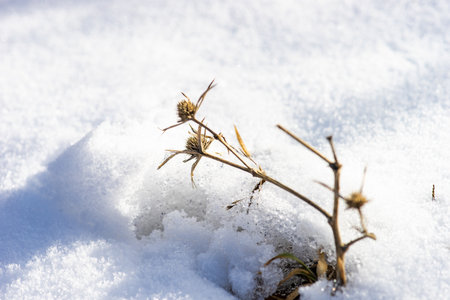 Winter card concept with steps in snow in sunny dayの写真素材