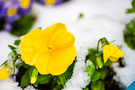 Beautiful tricolor viola flowers ina spring time garden with snow and water dropsの写真素材