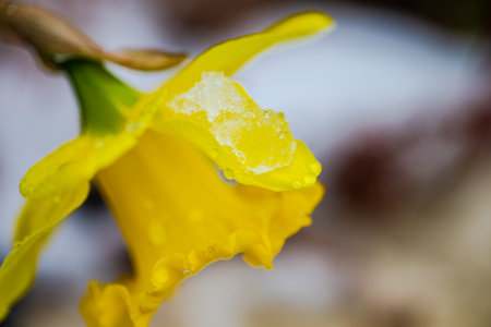 Close up of yellow daffodil flower with snow and dropsの写真素材