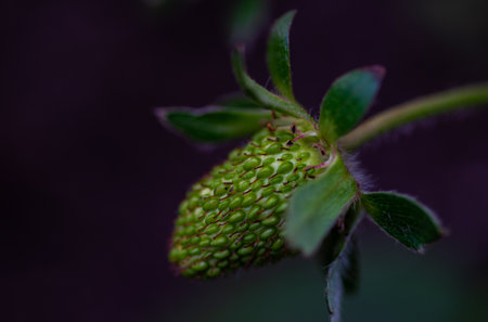 First yet green strawberry fruit in a gardenの写真素材