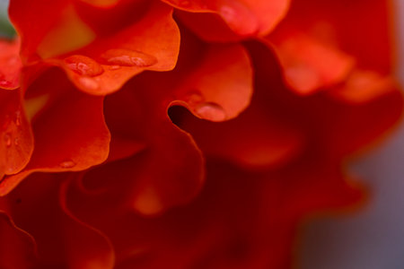 Bright color rose flower in a rainy day as a natural backgroundの写真素材