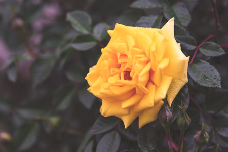 Bright color rose flower in a rainy day as a natural backgroundの写真素材