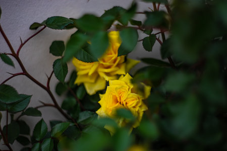 Blooming yellow rose bush in a garden after the rainの写真素材