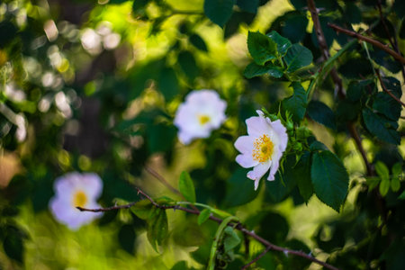 Wild rose blooming in the summer time forestの写真素材