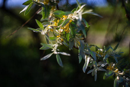 Blooming of Hippophae is the genus of sea buckthorns in the wild forest