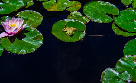 Water lily's bud and green frog  in the pond among freen leavesの写真素材