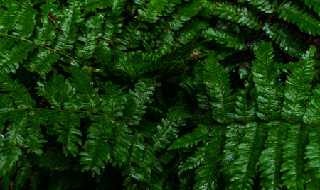 Natural background with green leaves of fern plant in a forestの写真素材