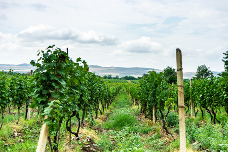 One of the vineyard in wine region of Georgia, Kakheti in raining dayの写真素材
