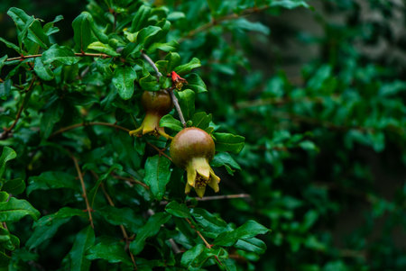 Pomegranate fruits on a bush in a summer gardenの写真素材