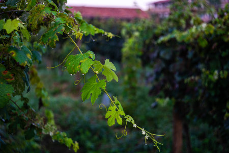 Lopota vineyard close to Napareuli in wine region of Georgia, Kakheti in sunny day