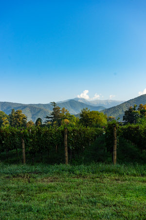 Lopota vineyard close to Napareuli in wine region of Georgia, Kakheti in sunny day