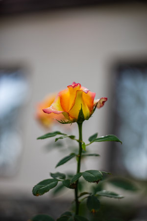 Blooming rose flower in the morning after the rain as a natural card conceptの写真素材