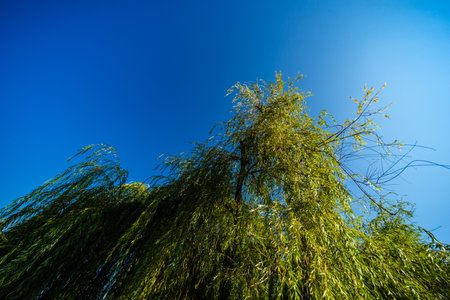 Willow tree as a natural backgroundの写真素材