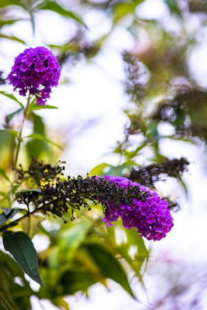 Purple flowers on a tropical tree in a park
