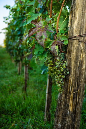 Lopota vineyard close to Napareuli in wine region of Georgia, Kakheti in sunny dayの写真素材