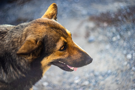Cute homeless dog outdoor in summertimeの写真素材