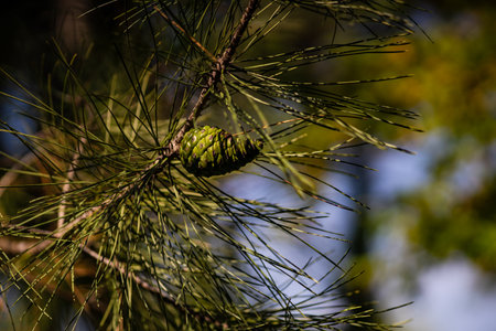 Cone on the evergreen tree in the park