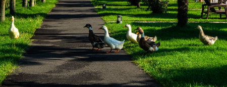 Ducks enjoying their life on Lopota lake in Kakheti, Georgia in September 2020の写真素材