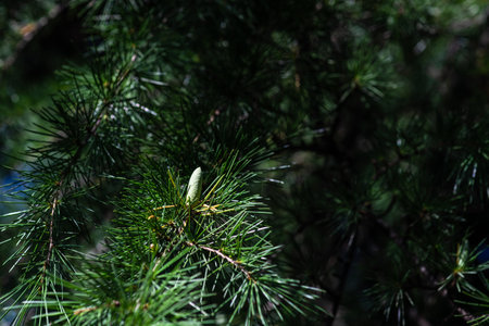 Cone on the evergreen tree in the park