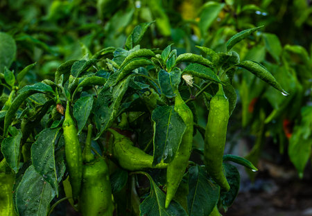 Close up of hot chilli pepper on the plant in the farm field