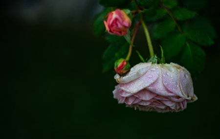 Blooming rose flower in the morning after the rain as a natural card conceptの写真素材