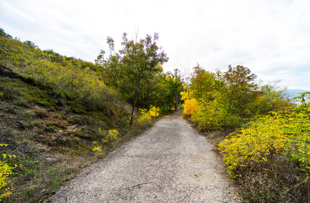Autumnal landscape with bright yellow leaves on the trees and road in a forest
