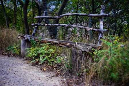 Autumnal landscape with bright yellow leaves on the trees, old park bench and road in a forestの写真素材