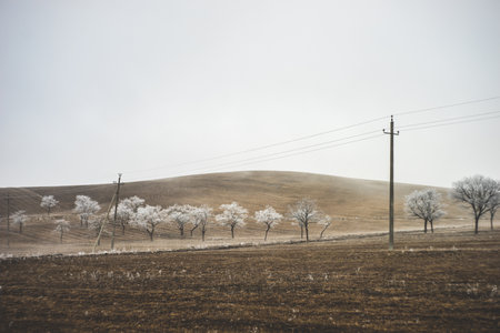 Winter landscape with tree covered with frozen water somewhere in Kakheti, Georgiaの写真素材
