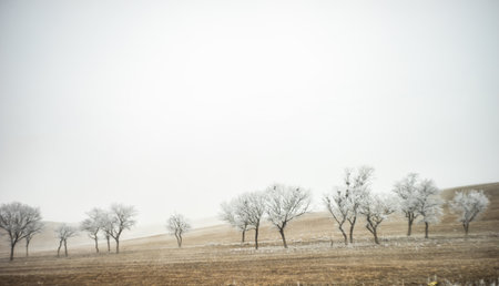 Winter landscape with tree covered with frozen water somewhere in Kakheti, Georgiaの写真素材