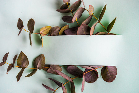 Card concept with fresh eucalyptus leaves and paperの写真素材
