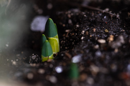 New Daffodil plant appear under the snow in the early garden