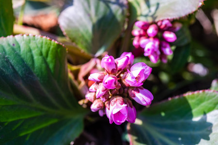 Wild flowering plant in a spring time foretの写真素材