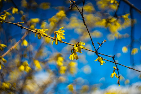 First yellow bell flowers of Forsythia on blue sky backgroundの写真素材
