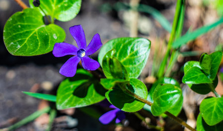 Beautiful blue flowers in a summertime gardenの写真素材