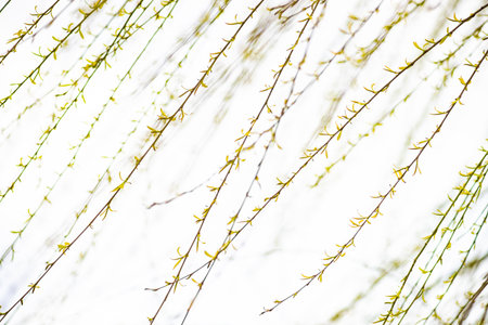 Willow tree with the first leaves as a natural background