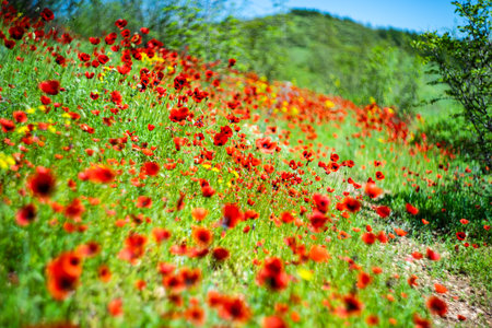 Summer wild meadow in a mountain with bright red poppy flowersの写真素材