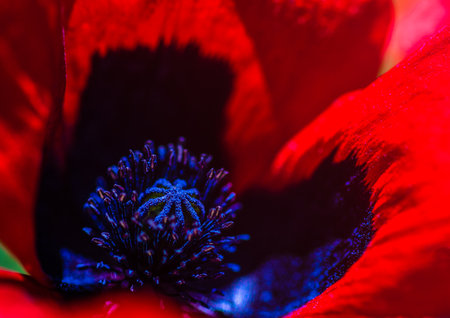 Summer wild meadow in a mountain with bright red poppy flowersの写真素材