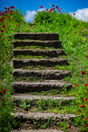 Summer wild meadow in a mountain with bright red poppy flowersの写真素材
