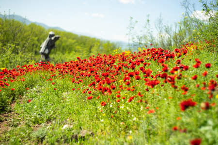 Summer wild meadow in a mountain with bright red poppy flowersの写真素材