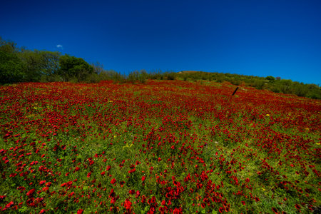 Summer wild meadow in a mountain with bright red poppy flowersの写真素材