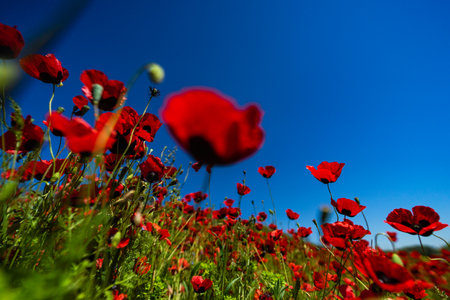 Summer wild meadow in a mountain with bright red poppy flowersの写真素材