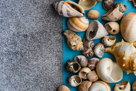 Flat lay summer composition with sea shells on concrete background with copy space