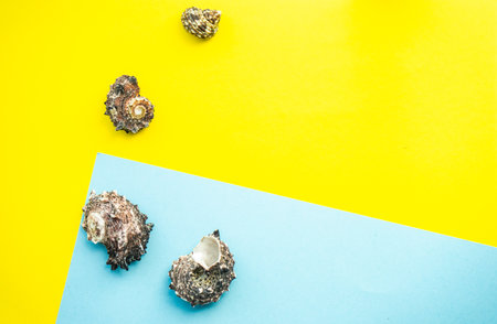 Flat lay summer composition with sea shells on blue and yellow background with copy spaceの写真素材